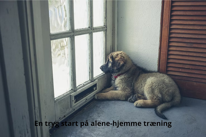 Hvalp alene hjemme – tips til en tryg start