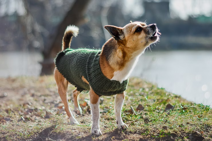 Er din hund bange eller reaktiv?