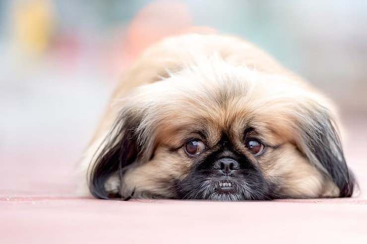 Hund bange for lyde? Sådan hjælper du din hund