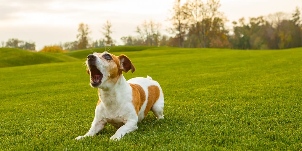 Min hund gør af andre hunde – hvorfor og hvad gør jeg?