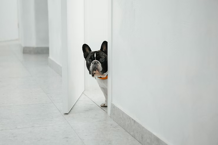 Min hund vil ikke have sele på - hvad er årsagen?