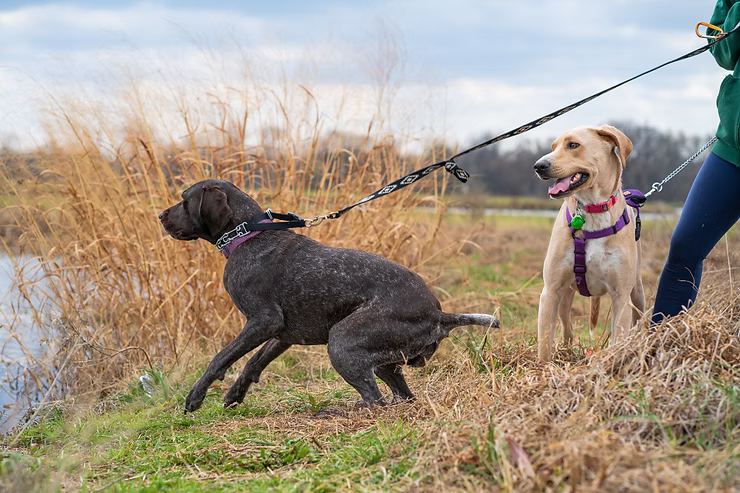 Hvordan lærer man en hund ikke at trække i snoren?