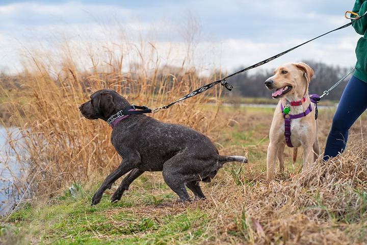 Hvordan lærer man en hund ikke at trække i snoren?