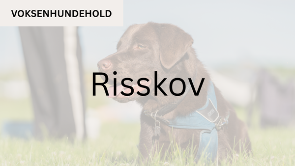 Voksenhundehold RISSKOV (start 16. aug. kl. 12:45