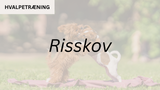 Hvalpetræning RISSKOV (start 16. aug. kl. 10:15)