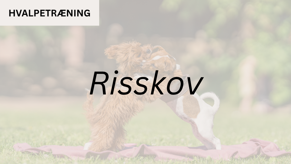 Hvalpetræning RISSKOV (start 16. aug. kl. 10:15)