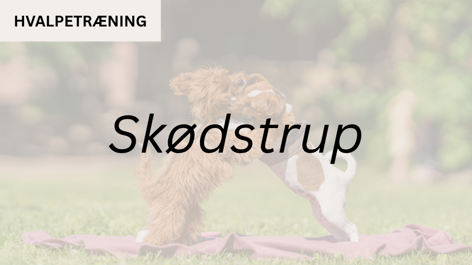 Hvalpetræning SKØDSTRUP (start 19. aug. kl. 16:30)