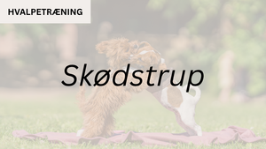 Hvalpetræning SKØDSTRUP (start 19. aug. kl. 16:30)