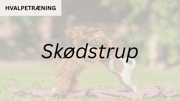 Hvalpetræning SKØDSTRUP (start 18. aug. kl. 17:00)