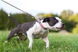Hvad gør du hvis din hund trækker i snoren?