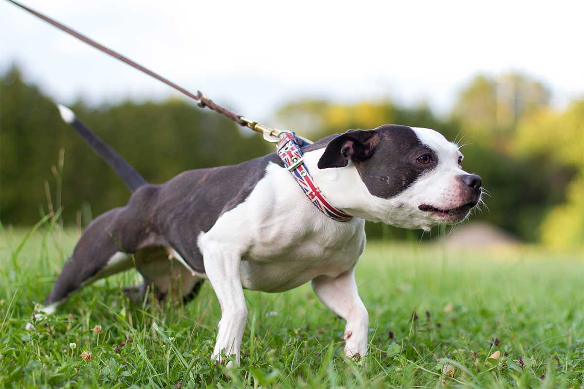 Hvad gør du hvis din hund trækker i snoren?