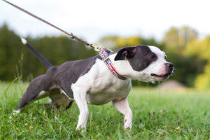 Hvad gør du hvis din hund trækker i snoren?