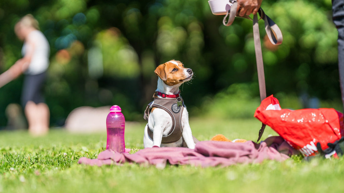 Træning af din hundehvalp er sjovt og spændende hos Hundekonsulent.dk