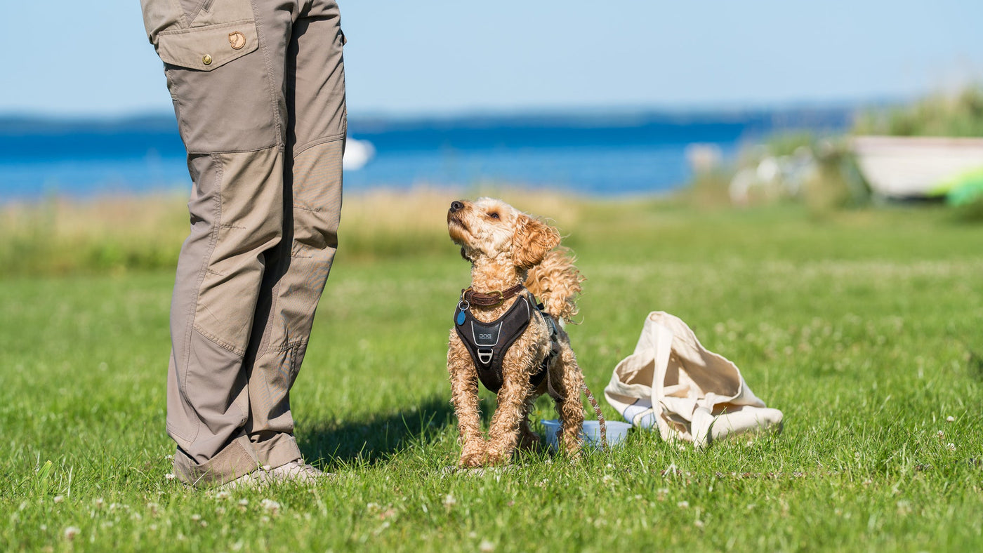 Hvalpetræning er spændende og sjov læring for dig din hund. I Risskov og Skødstrup