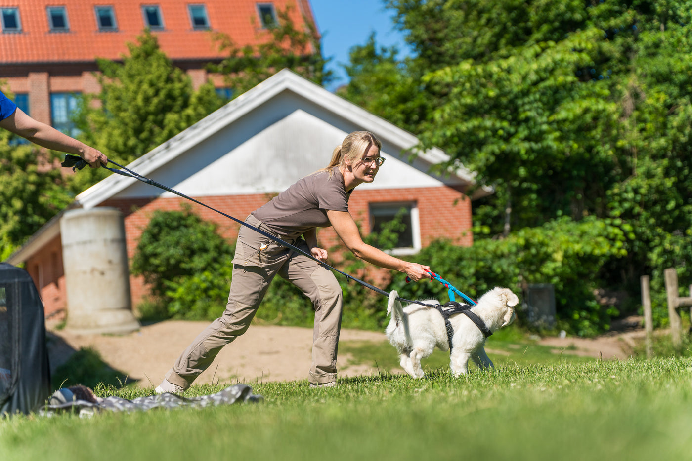 Træning af din hund kan være sjovt og spændende for dig og din hund